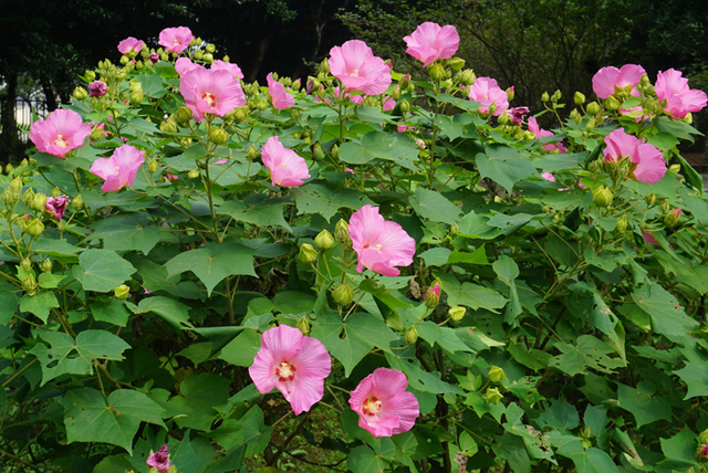 DSC09145.jpg