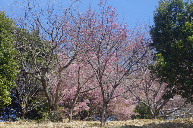 DSC02489.jpg