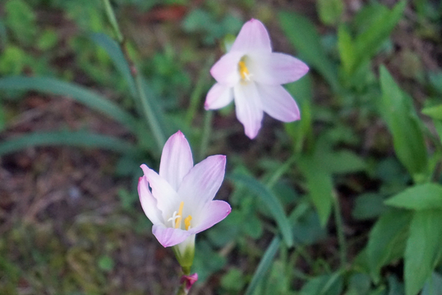 DSC04066.jpg