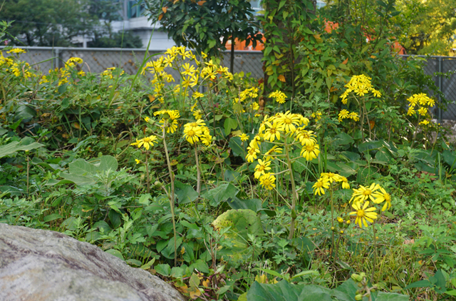 DSC05588.jpg