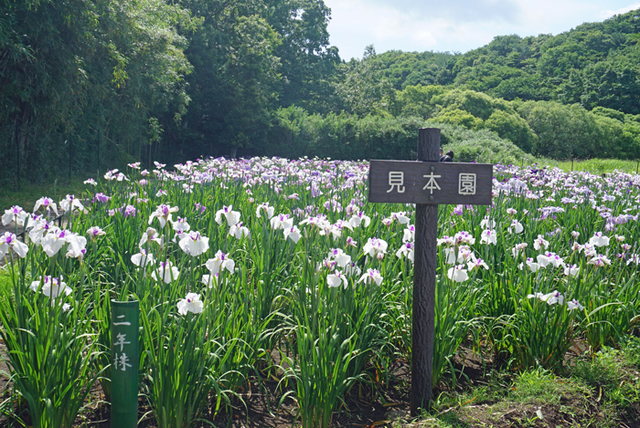 DSC09115.jpg