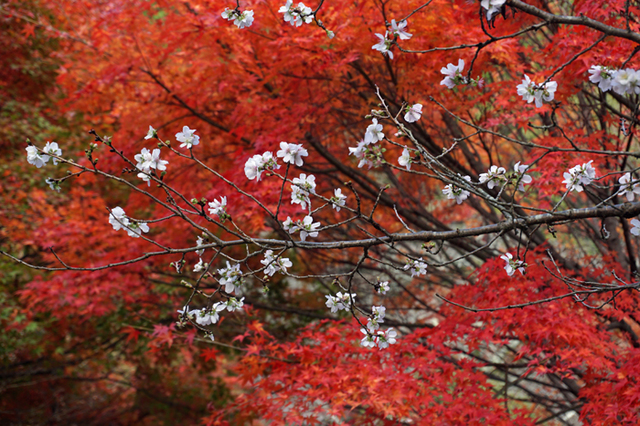 DSC00529.jpg