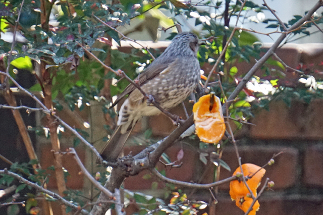 DSC01394.jpg