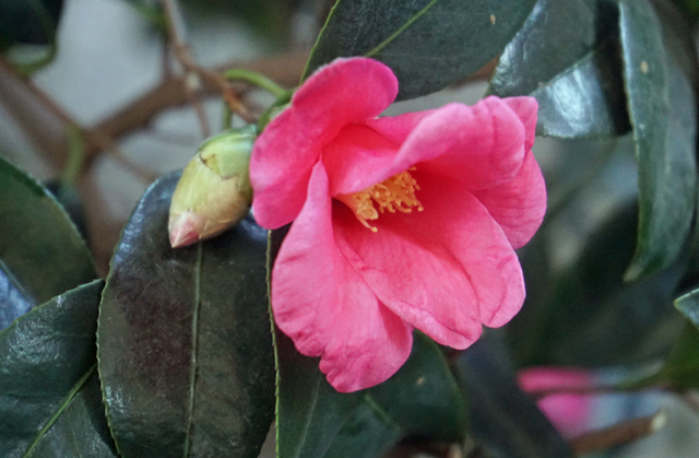 DSC05656.jpg