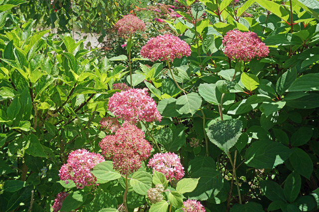 DSC07000.jpg