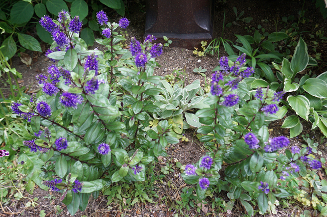 DSC07009.jpg