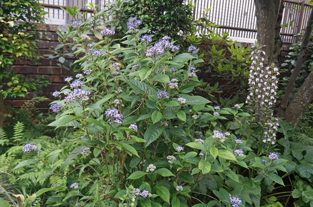 DSC07035.jpg