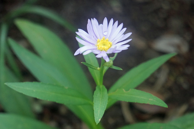 DSC07246.jpg
