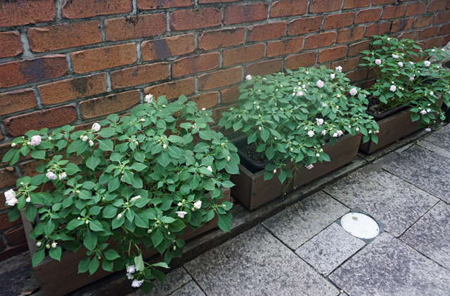 DSC07276.jpg