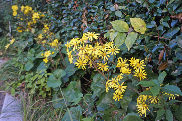 DSC07920.jpg