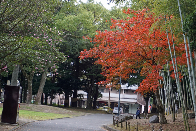 DSC07997.jpg
