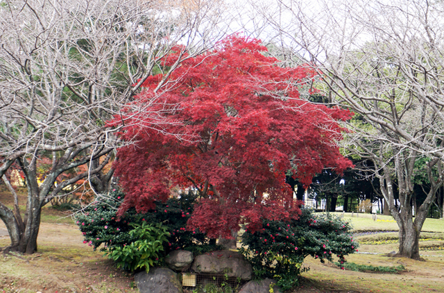 DSC08001.jpg