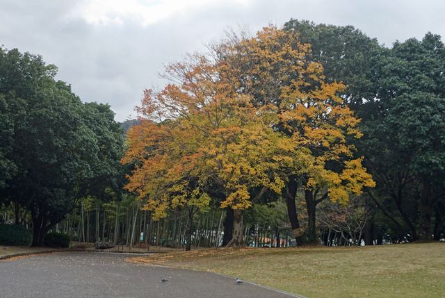 DSC08007.jpg